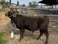 Bull, Belgian Blue — photo 7
