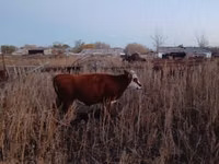 Schaf, Tian-Shan semifinewool sheep — Foto 3