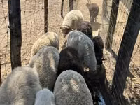 نعجة, Merino sheep — الصورة 3