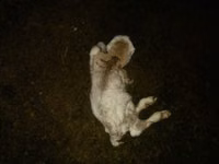 Sheep, Sheep — photo 2