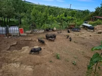 Eber — Foto 3