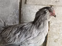 Ameraucana — Foto 3