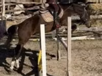 Horse (M), Hungarian horse breed — photo 1