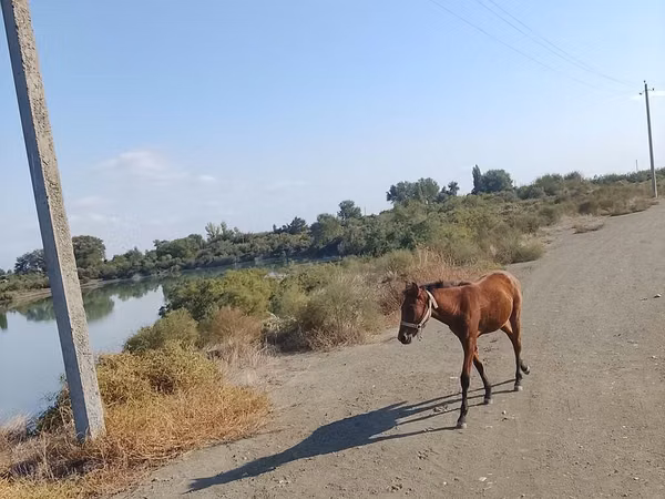 Horse (M), Azerbaijan horse