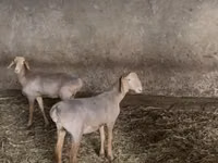 Sheep, Hissar sheep — photo 2
