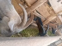 Cabras (lote, sexo no especificado), Alpine goat — foto 2