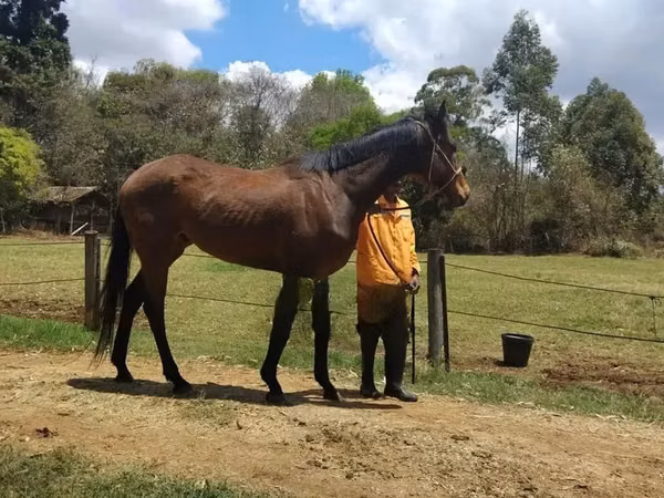 Horse (M), Horses
