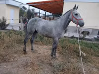 Hengst, Thoroughbred horse — Foto 2
