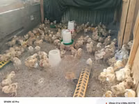Chickens — photo 3