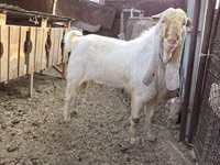 Billy Goat, Gulabi goats — photo 3