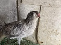 Ameraucana — Foto 1