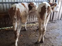 Cow, Simmental cattle — photo 5