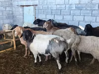 Schaf, Beulah Speckled face sheep — Foto 4