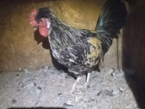 ياباني بانتام