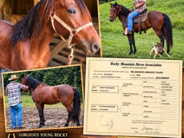 Horse (M), Rocky Mountain Horse