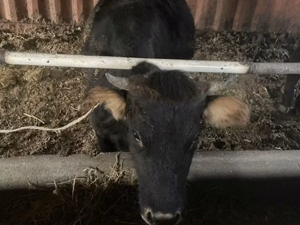 Cow, Cattle