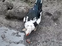 Ducks — photo 4