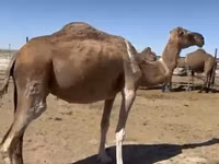 Kamele (Partie, Geschlecht nicht angegeben), Anafi camel — Foto 5