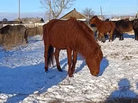 Hengst, Kustanai horse — Foto 3