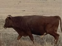 Bull, Kazakh White-headed cow — photo 3