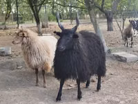 母羊, Racka sheep — 照片 3