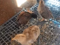 Chickens — 照片 1