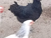 Gallo de pelea de fosa australiano — foto 1