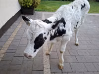 Cow, Russian Black pied cattle — photo 1