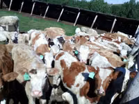 母牛, Simmental cattle — 照片 2