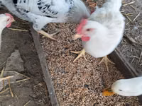 Chickens — الصورة 1
