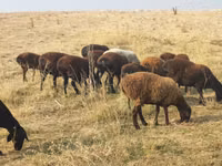 Sheep, Sheep — photo 1