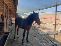 Horse (M), Kyrgyz Horse — photo 1