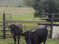Cow, Nguni cattle — photo 3