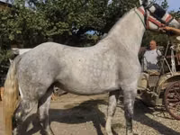 母马, Andalusian horse — 照片 2