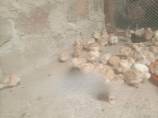 Chickens — Kenia