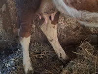 Cow, Simmental cattle — photo 4