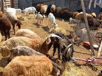 Ovejas (lote, sexo no especificado), Ovejas — foto 2