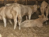 Kuh, Charolais cattle — Foto 1
