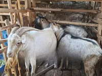 Billy Goat, Goats — photo 3