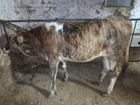 母牛, Cattle — 照片 1