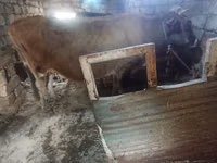 Vaca, Ganado vacuno — foto 3