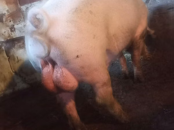 Boar, 