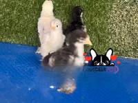 براهما — الصورة 3