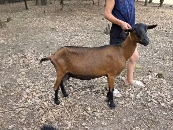 बकरी, Alpine goat