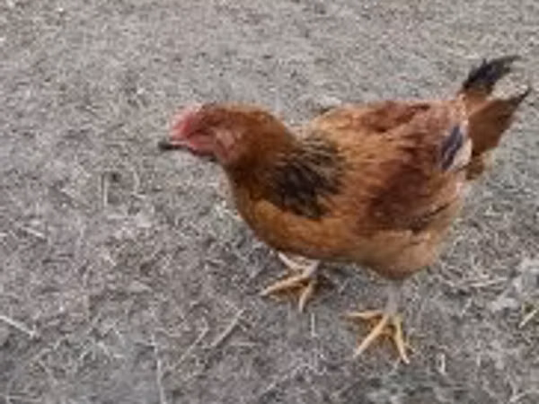 Chickens