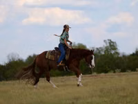 Horse (M), Quarter Horse — photo 6