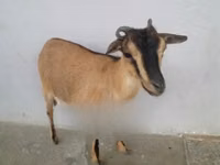 Goat, Goats — photo 2