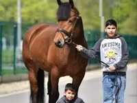 母马, Horses — 照片 2