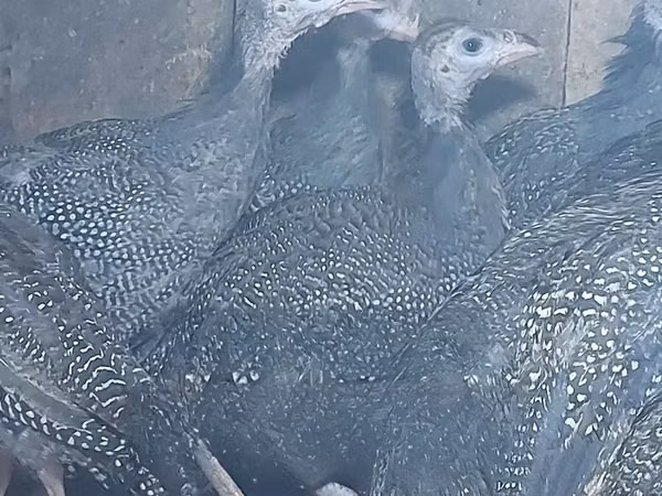 珍珠灰