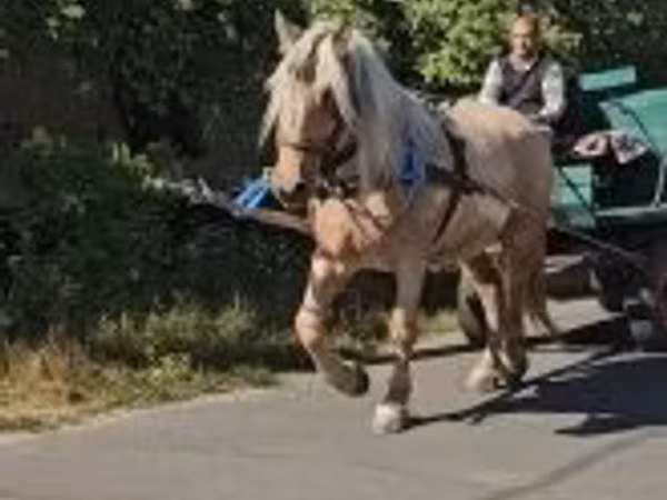 Stute, Pferde